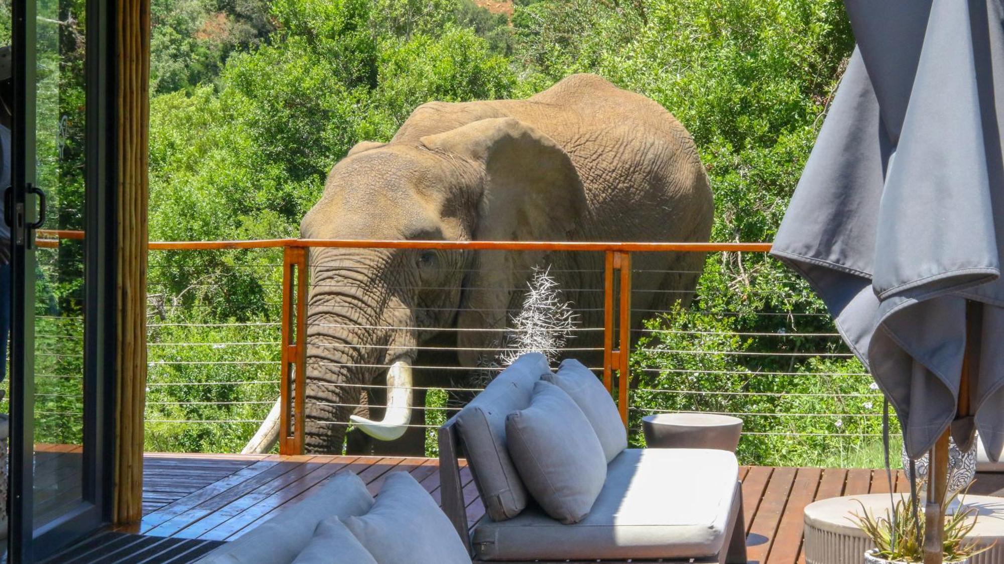 Barefoot Addo Elephant Lodge Buitenkant foto