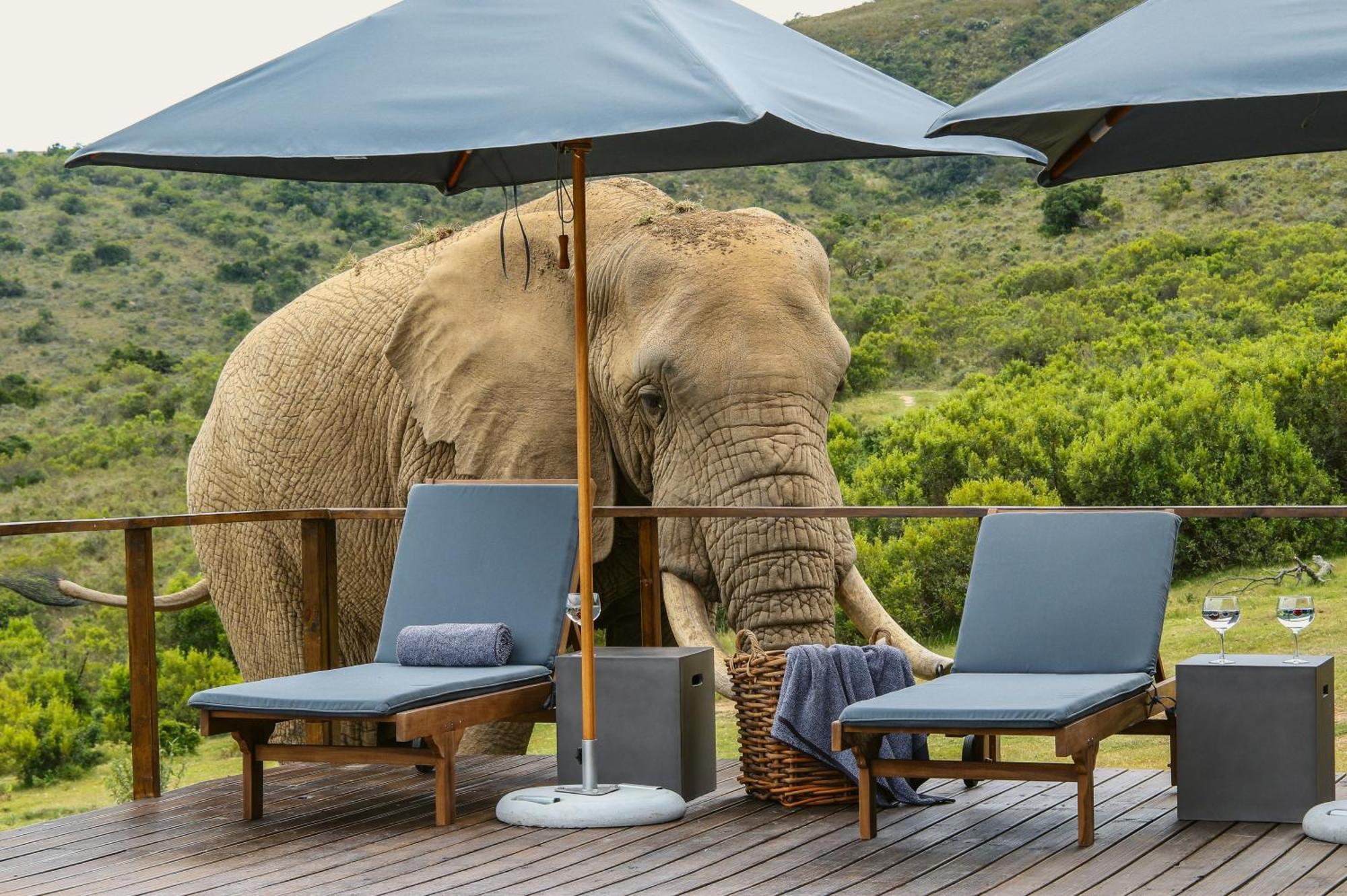 Barefoot Addo Elephant Lodge Buitenkant foto